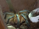 Harpactira pulchripes