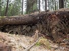 Hledači vltavínů plundrují další les. Tentokrát u Byňova na Novohradsku
