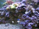 Malé hvzdice na stnách akvária