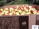 První várka jablek se trhala do papírových krabic a la rovnou do obchod.
