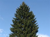 Vánoční strom pro Prahu pochází z okolí Nespek u Benešova.