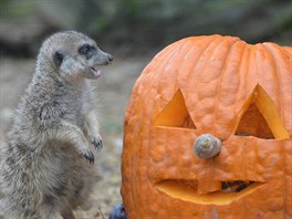 Týden duch v Zoo Dvr Králové. (25. 10. - 2. 11. 2014)