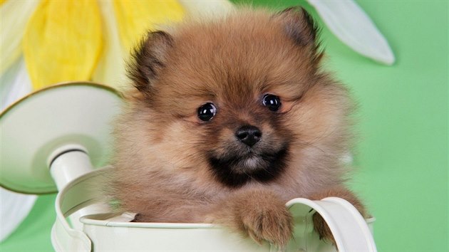 Pomeranian je mal vesel pejsek, kter je dokonalm spolenkem.