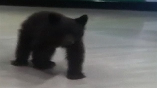 Zhruba půlroční mládě medvěda baribala se batolilo mezi regály v obchodě.  