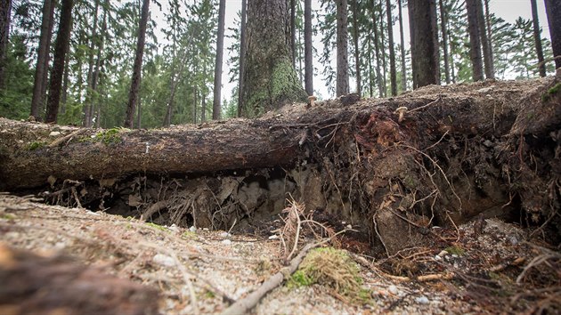 Hledači vltavínů plundrují další les. Tentokrát u Byňova na Novohradsku