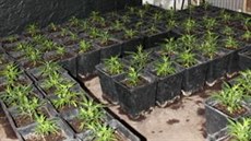 Policisté objevili pstírnu konopí v Karlových Varech.