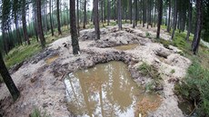 Hledai vltavín plundrují dalí les. Tentokrát u Byova na Novohradsku