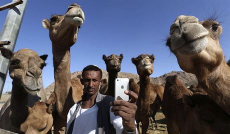 Mu si dlá selfie s velbloudy (1. listopadu 2014).