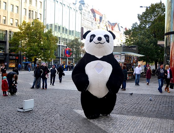 Panda se bude muset vrátit do íny.