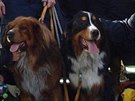 Hasii zachraovali psy, kteí se zamotali do ochranných sítí nad ekou Ohí v...