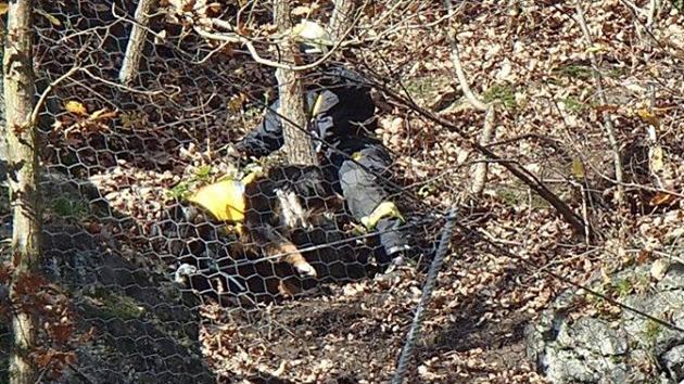 Hasii zachraovali psy, kte se zamotali do ochrannch st nad ekou Oh v Lokti na Sokolovsku.