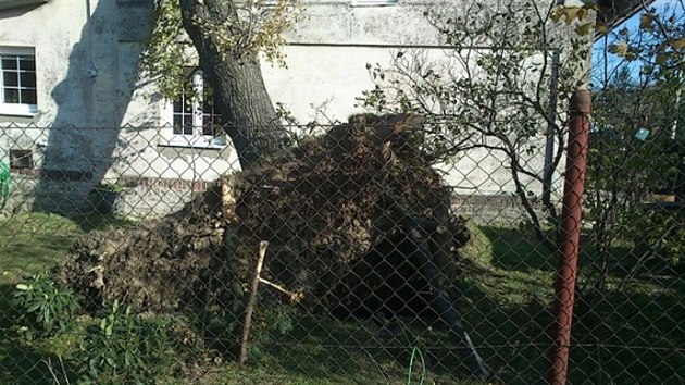 Hasiči během noci vyjížděli k více než sedmdesáti případům, většinou museli odstraňovat popadané stromy (5. listopadu 2014).