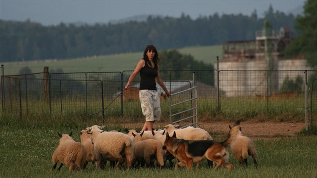 Zavádění ovcí do košáru, kde je možnost ovce nakrmit, napojit, ošetřit nebo roztřídit. Německý ovčák Samanta z Likonu, majitelka Zdeňka Čermáková