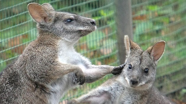 Zoologick zahrada drazn upozoruje nvtvnky, aby nekrmili zvata.