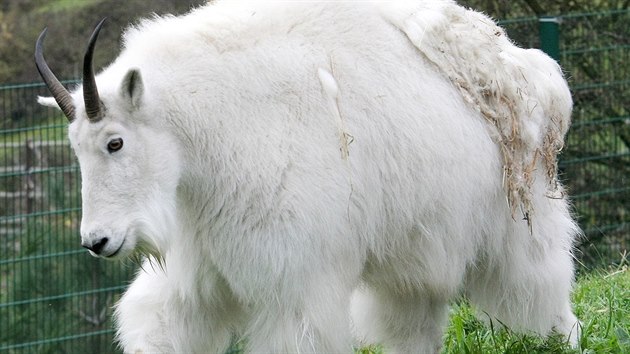 Zoologick zahrada drazn upozoruje nvtvnky, aby nekrmili zvata.