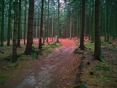 Lesm R patí polovina les v zemi, jejich zisky se pohybují v ádu miliard korun ron. Ilustraní foto