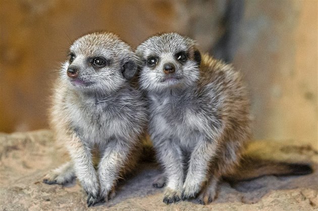 Mláďata surikat se narodila v říjnu letošního roku a daří se jim velmi dobře.