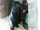 Gorilí narozeninová oslava, kterou pipravily dti