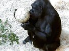 Gorily ví, e míe, iky i stny mohou skrývat dobroty