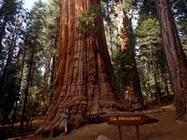 President. Národní park Sequoia v jiní Sierra Nevad se mimo jiné chlubí touto...