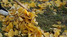 Shrabání listí patí k píprav zahrady ped zazimováním