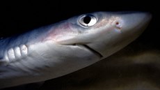 Ostroun obecný (Squalus acanthias), �ralok z Atlantiku a St�edozemního mo�e,...