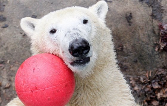 Medvd Nanuk slaví v brnnské zoo druhé narozeniny.