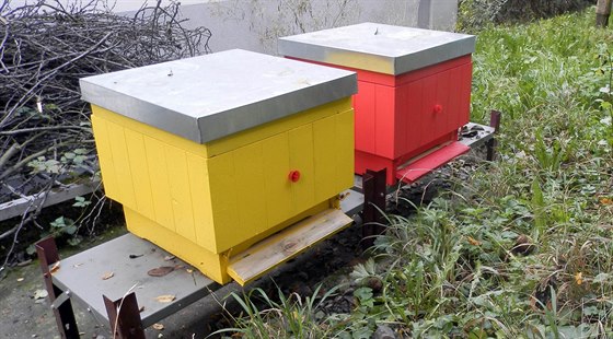 Dva včelí úly, které se objevily v areálu novojičínské nemocnice. Zdravotnické...