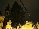 Vánoní strom pro Prahu pokáceli letos v Nespekách na Beneovsku. Do Prahy...