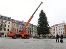Dvanáct metr vysoký strom bude zdobit jihlavské námstí do 7. ledna.