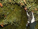 Ve stedoeské obci Nespeky dnes pokáceli vánoní strom, urený na praské...