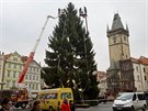 Vánoní strom pro Prahu, který pochází ze soukromého pozemku v Nespekách na...