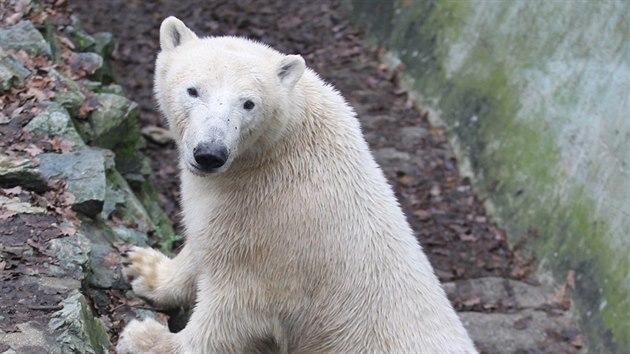 Medvd Nanuk slav v brnnsk zoo druh narozeniny.