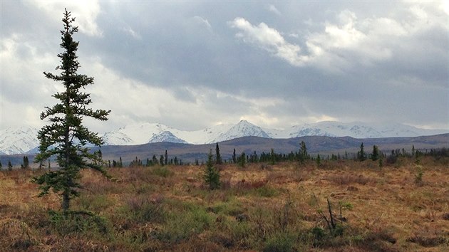 Pohled na vrcholky v nrodnm parku Denali ze Stampede Trail