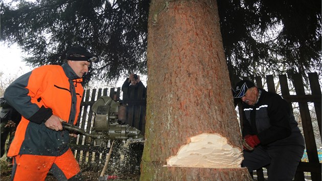 V Nespekch na Beneovsku devorubci pokceli vnon strom, kter zam na prask Staromstsk nmst (23. listopadu 2014)