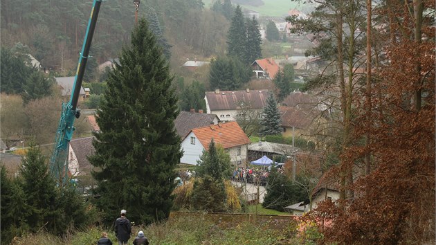 V Nespek�ch na Bene�ovsku d�evorubci pok�celi v�no�n� strom, kter� zam��� na pra�sk� Starom�stsk� n�m�st� (23. listopadu 2014)