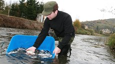 Rybá�i v listopadu do Bíliny vysadili 3 850 cejn�, jelc� a plotic.