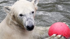 Medv�d Nanuk slaví v brn�nské zoo druhé narozeniny.