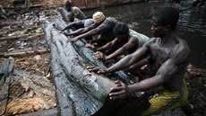 De�tné pralesy v Nigérii mizí, d�vodem je chudoba i mamon