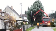�Byl trochu problém dostat strom ze zahrady, kde stál, bylo tam málo místa,�...