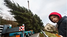 Kácení stromu v Nespekách (23. listopadu 2014)