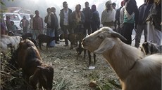 Bhem dvoudenního rituálu Nepálci zabijí klidn i stovky tisíc zvíat. Letos se