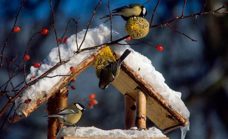 Hlavn drobní ptáci jsou v zim nejvíce ohroeni.