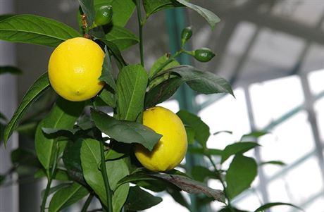Citrony vypstované v botanické zahrad jsou prý chutnjí a sladí ne ty ze...