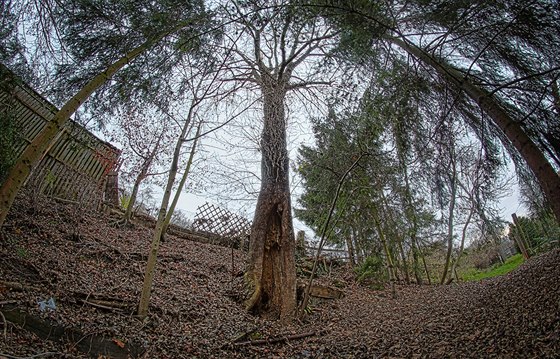 Obrovský jasan roste v Rokycanech podle odhad asi 150 let.