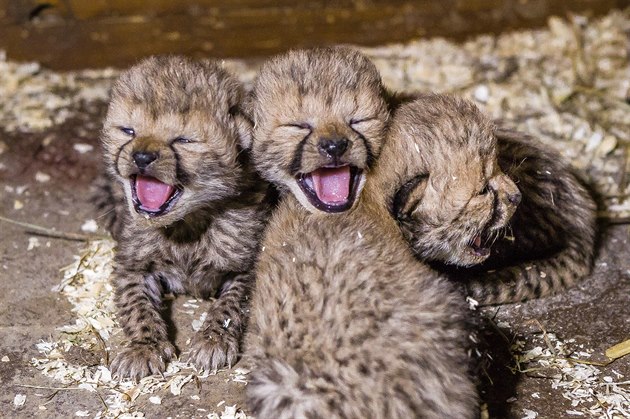 V pražské zoologické zahradě se narodila gepardí čtyřčata (na snímku jsou tři z...