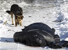 Pes zkoumá tlo mue, kterého zabil dlostelecký granát na pedmstí Doncku...
