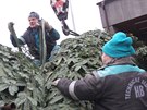 Pracovn�ci havl��kobrodsk�ch technick�ch slu�eb ve st�edu r�no strom nalo�ili...
