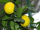 Citrony vypstovan v botanick zahrad jsou pr chutnj a slad ne ty ze...