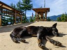 Se psy se v Bhútánu potkáte doslova na ka�dém kroku. Jsou v�ak ne�kodní a ve...